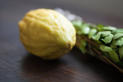 https://pjlibrary.org/beyond-books/pjblog/june-2021/what-to-do-with-your-etrog-after-sukkot#jam